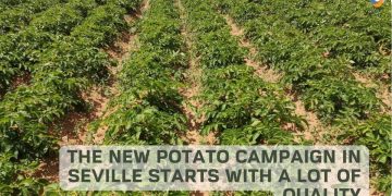 The new potato campaign in Seville starts with a lot of quality.