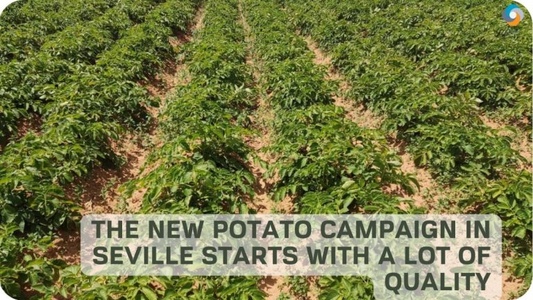 The new potato campaign in Seville starts with a lot of quality. 3 The new potato campaign in Seville starts with a lot of quality.