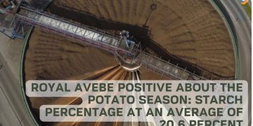 Royal Avebe positive about the potato season: starch percentage at an average of 20.6 percent