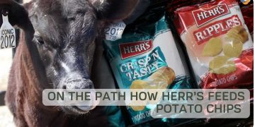 How Herr’s feeds potato chips to cows to help the environment
