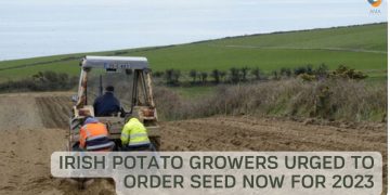 Irish potato growers urged to order seed now for 2023 — or take a ‘huge risk’