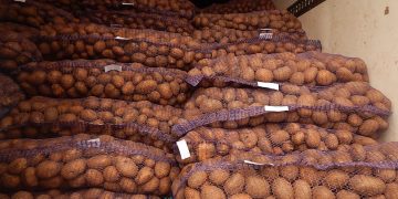 Colorado potato exports to Mexico poised to increase, but drought may create barriers