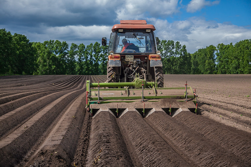 Sowing and planting areas of vegetables increased in Kolomna