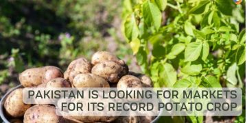 Pakistan is looking for markets for its record potato crop