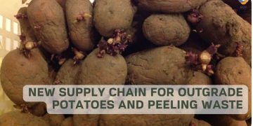 Sustainable venture pioneers a new supply chain for outgrade potatoes and peeling waste