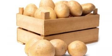 The better the seeds are prepared before planting, the better the final result will be.