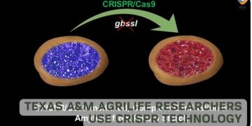 Texas A&M AgriLife researchers use CRISPR technology to modify starches in potatoes