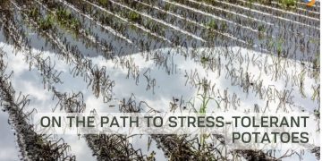 On the path to stress-tolerant potatoes