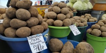 In the Rostov region announced the collapse of prices for potatoes since the end of June
