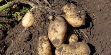 The Chinese will feed Primorye residents with potatoes