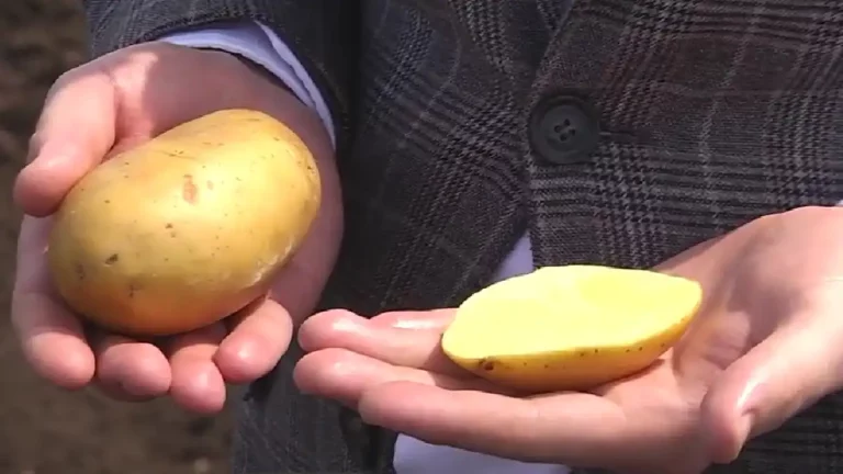 Samara scientists develop new varieties of potatoes 45 Samara scientists develop new varieties of potatoes