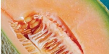 2011 listeria outbreak: U.S. cantaloupe contamination leads to lawsuits, search for detection method