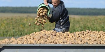 Potato planting is nearing completion in the Mezensky District of Pomorye