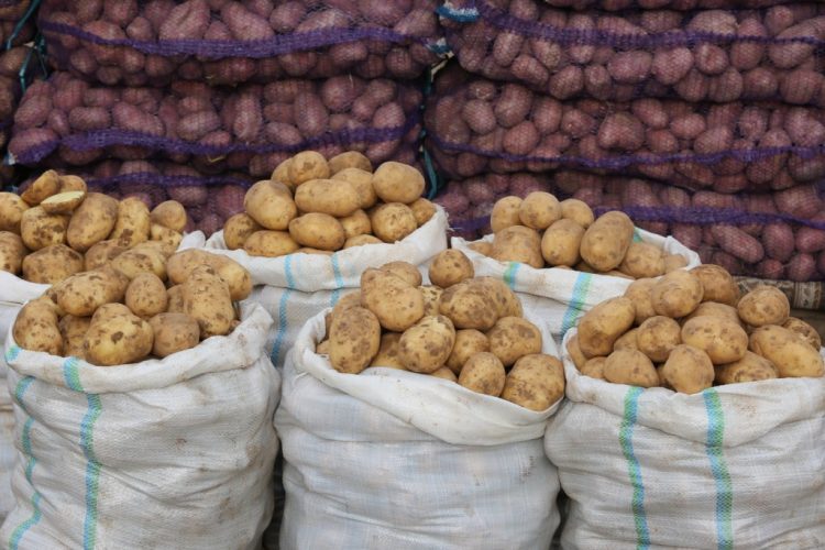 Potatoes fell in price in Astrakhan markets
