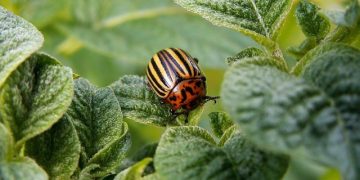 South Ural residents complained about the invasion of the Colorado potato beetle