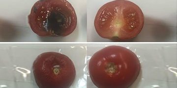 Cling film with a secret ingredient will keep perishable foods much longer