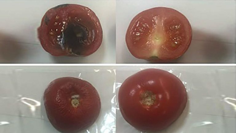 Cling film with a secret ingredient will keep perishable foods much longer 49 Cling film with a secret ingredient will keep perishable foods much longer
