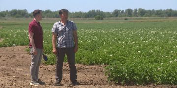 A scientist grows varietal potatoes in the fields of the Volgograd region