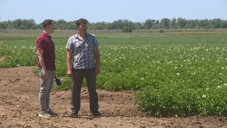 A scientist grows varietal potatoes in the fields of the Volgograd region