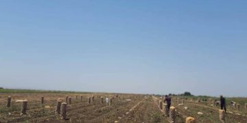 Jalilabad farmers of Azerbaijan cannot sell their potato harvest