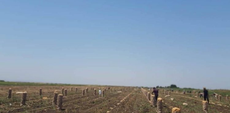 Jalilabad farmers of Azerbaijan cannot sell their potato harvest