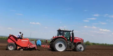 Elite potato seeds are available to summer residents and farmers of the Samara region