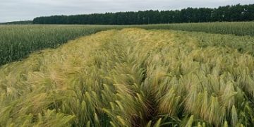 Days of the Lipetsk field will be held in the region on July 7-8