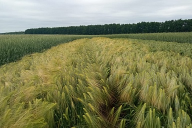 Days of the Lipetsk field will be held in the region on July 7-8