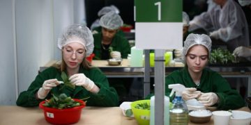 The problem of shortage of domestic seeds will be solved by the creation of breeding centers