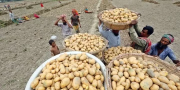 Biotech Opinion: ‘Trust, Critical Thinking, and Potatoes’