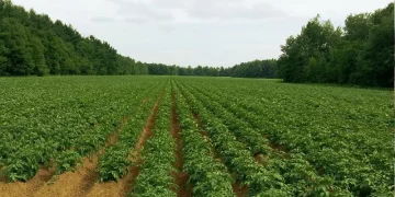 FAO Director-General: Doubling global potato production in 10 years is possible