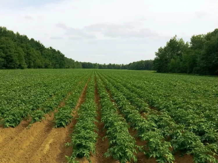 FAO Director-General: Doubling global potato production in 10 years is possible