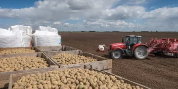 The ‘Seed Potato Organisation’: New industry body proposed to represent British seed potato sector