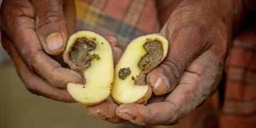 Partnership on track to give Bangladeshi and Indonesian farmers blight-resistant GMO potatoes