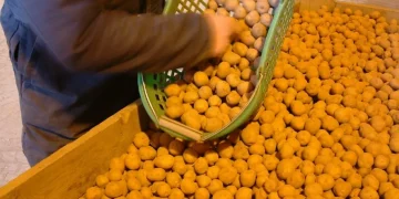 Seed potato sale ban continues to ‘anger and frustrate’ Scottish growers