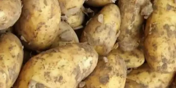 Seed growers set up support group