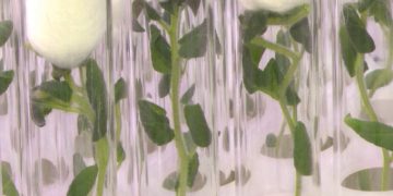 BREEDERS ARE PREPARING TO REPLACE IMPORTED SEED POTATOES WITH LOCAL VARIETIES