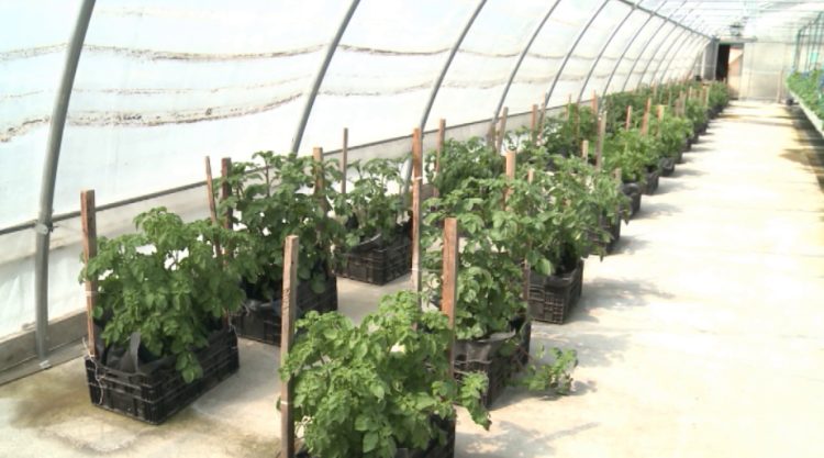 THE URAL BREEDING CENTER CONTINUES TO BREED NEW VARIETIES OF POTATOES
