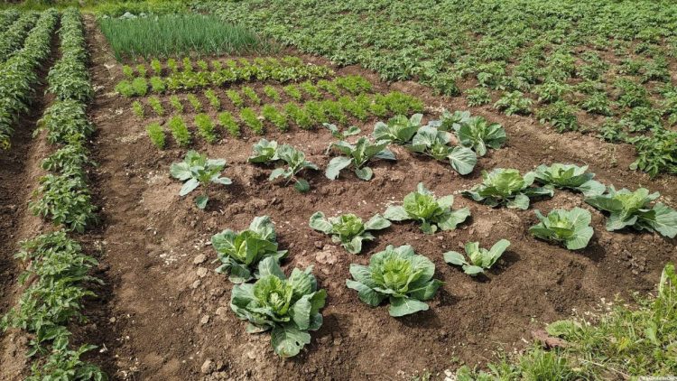 In the Kostroma region, 288 families received land for growing vegetables