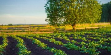 More than 1,900 hectares of potatoes were sown on Sakhalin
