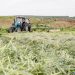 Sakhalin authorities additionally supported their farmers