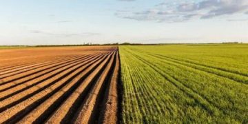 ACCOR PRESIDENT VLADIMIR PLOTNIKOV APPEALED TO ROSSELPHOZNADZOR