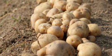 Joint industry project in the United Kingdom to tackle wireworm damage