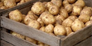 Harvesting of early potatoes began in Kabardino-Balkaria