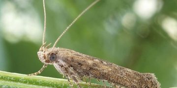 Potato moth is approaching the gardens of Volgograd residents