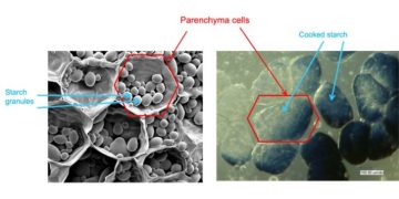 Nutrition 2022: New processing technique could make potatoes healthier