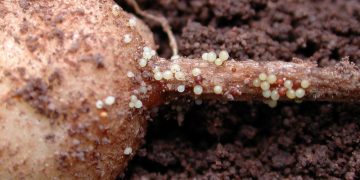 A dangerous pest found in the soil in the Nizhny Novgorod region