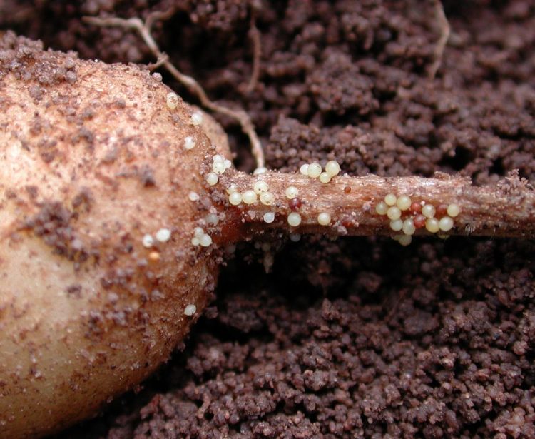A dangerous pest found in the soil in the Nizhny Novgorod region