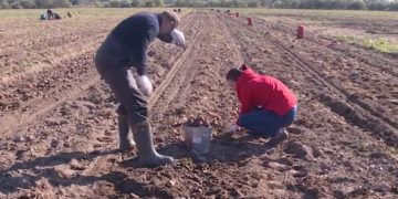 Three large vegetable stores are being built as part of import substitution in Kolyma