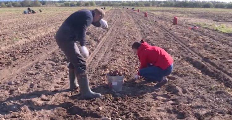 Three large vegetable stores are being built as part of import substitution in Kolyma